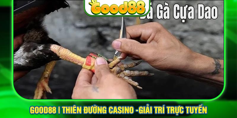 Đá Gà Cựa Dao Nhà Cái Uy Tín Good88